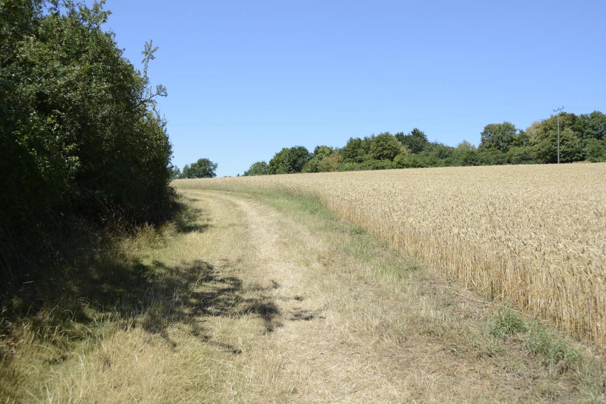 Stiftsherrenhaus Munstermaifeld Luaran gambar